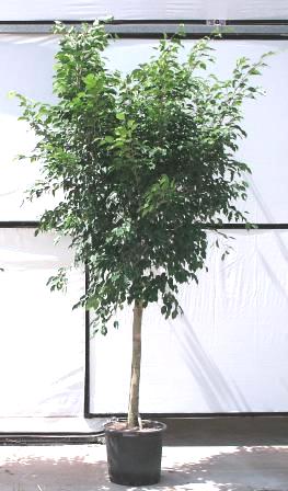 17'' Ficus Benjamina Standard